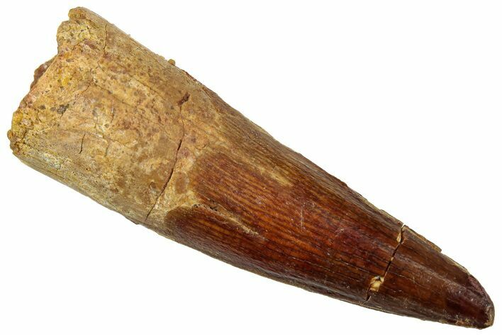 Fossil Spinosaurus Tooth - Real Dinosaur Tooth #312896